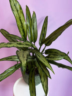 Aglaonema Cutlass