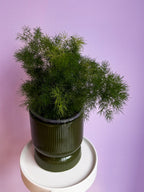 Asparagus Macowanii