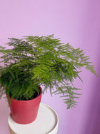 Asparagus Setaceus