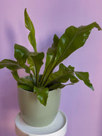 Asplenium Nidus
