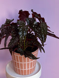 Begonia Maculata
