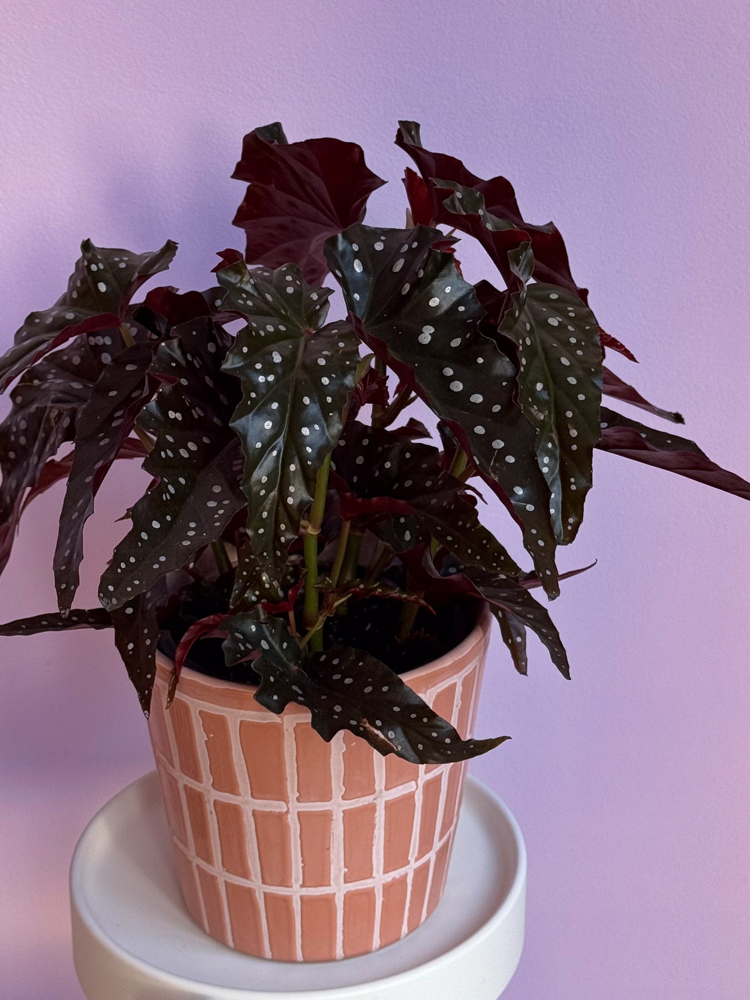 Begonia Maculata