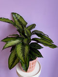 Calathea Beauty Star