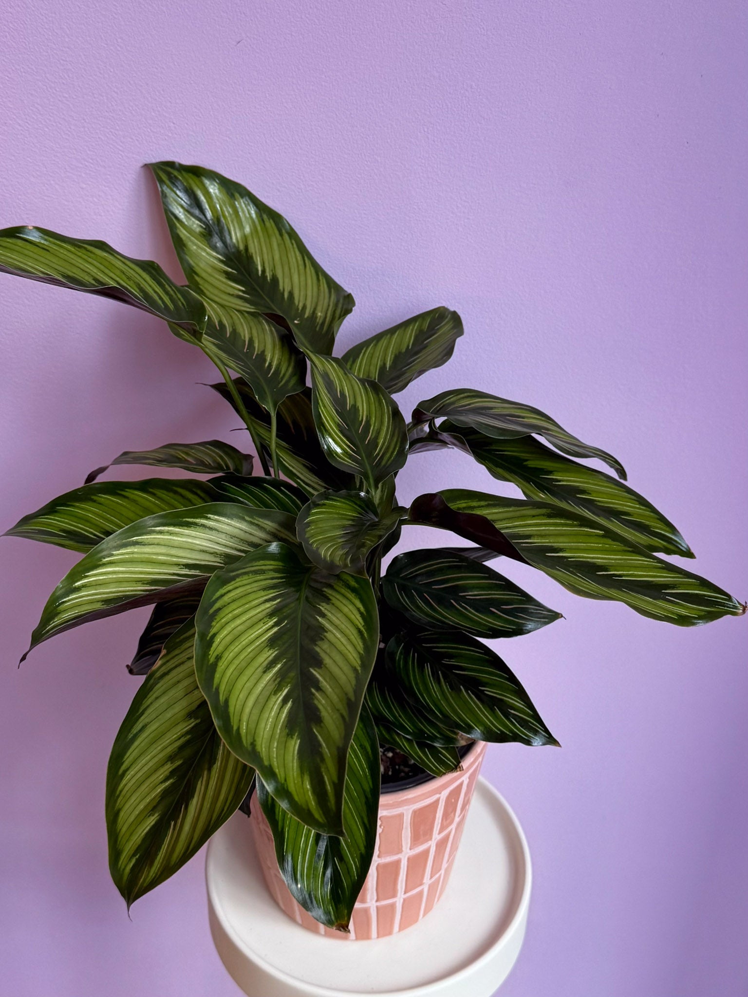 Calathea Beauty Star