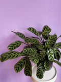 Calathea Burle-Marxii