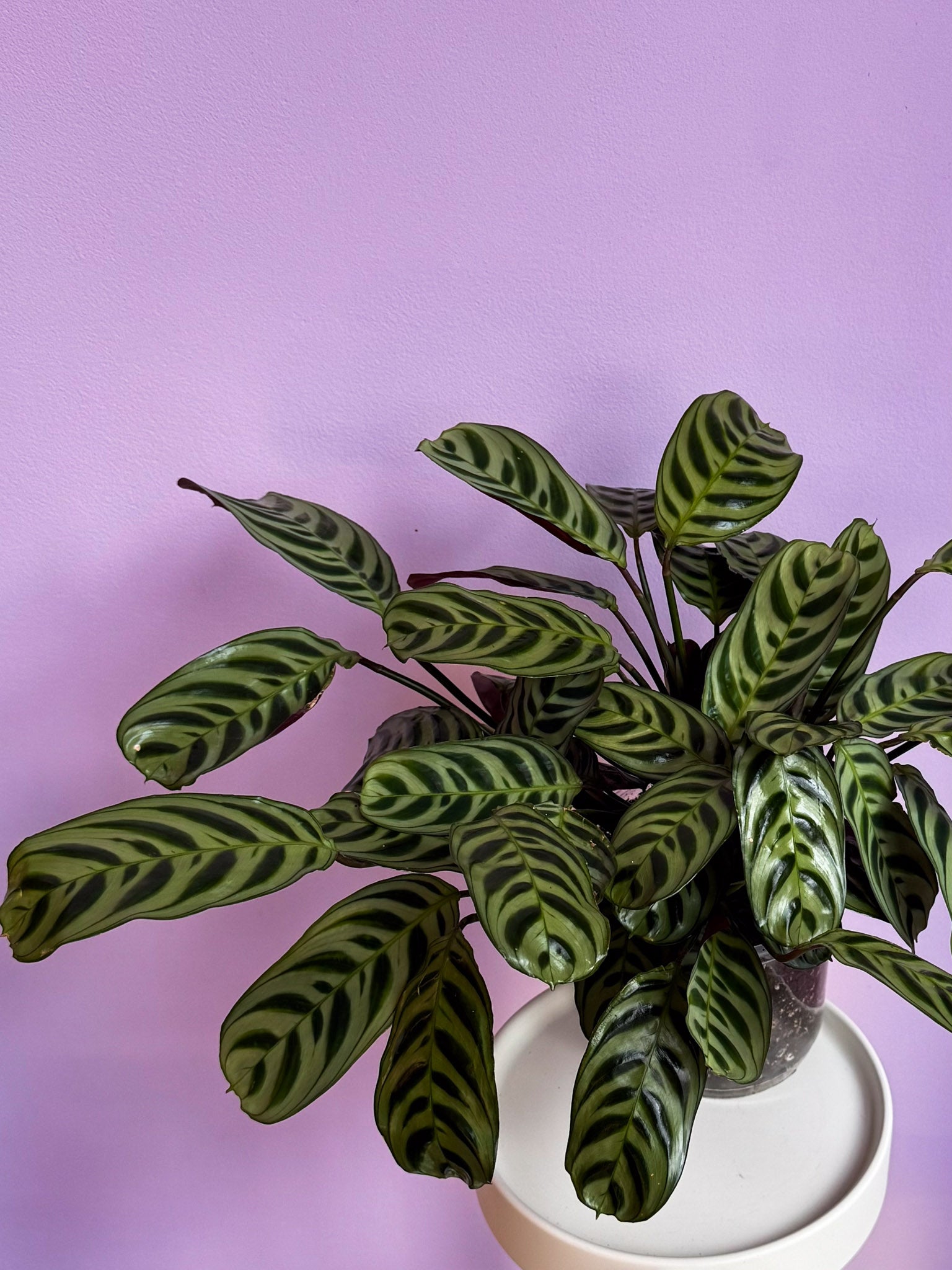 Calathea Burle-Marxii