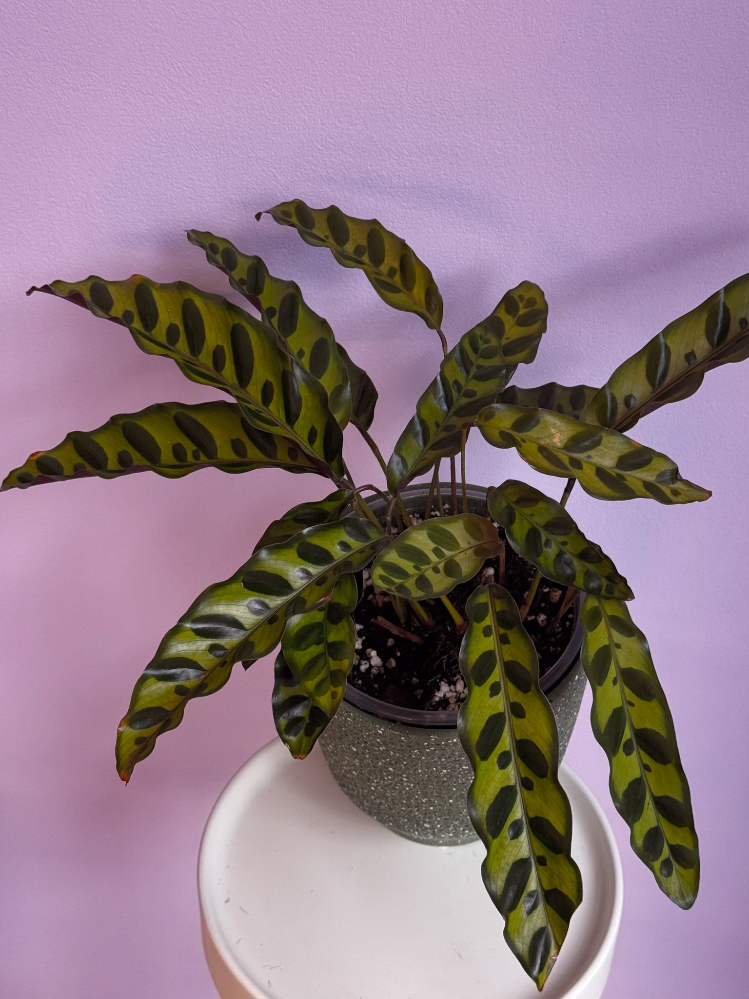 Calathea Lancifolia