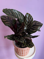 Calathea Ornata