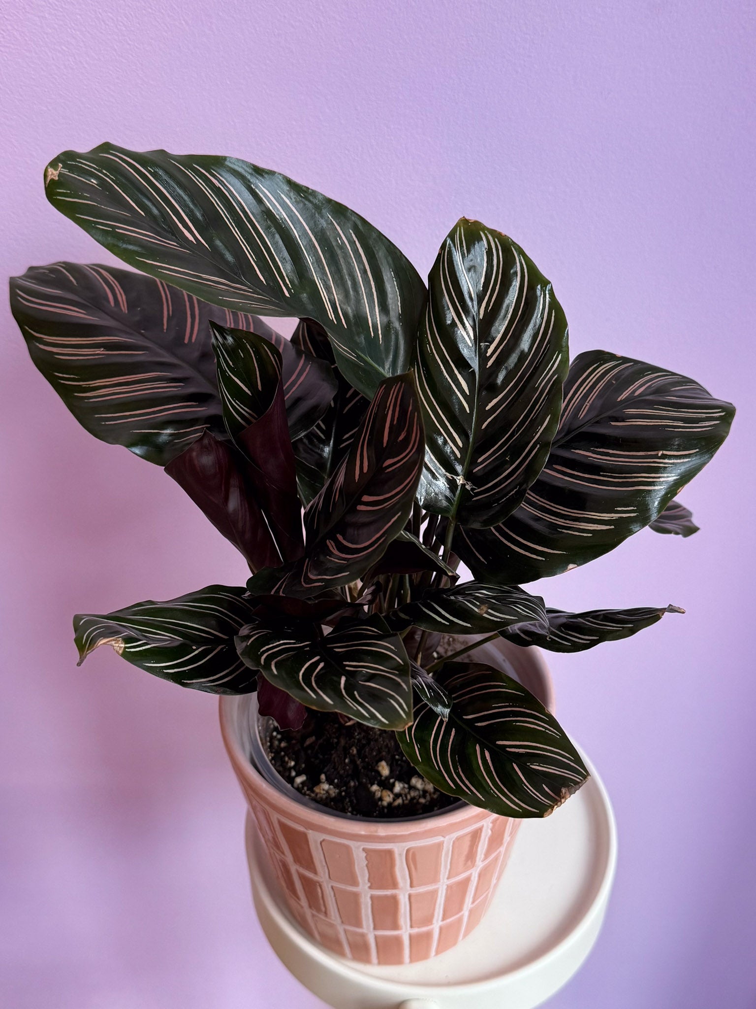 Calathea Ornata