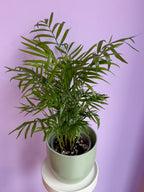 Chamaedorea Elegans