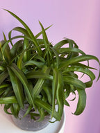 Chlorophytum comosum