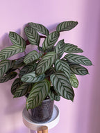 Ctenantha Setosa