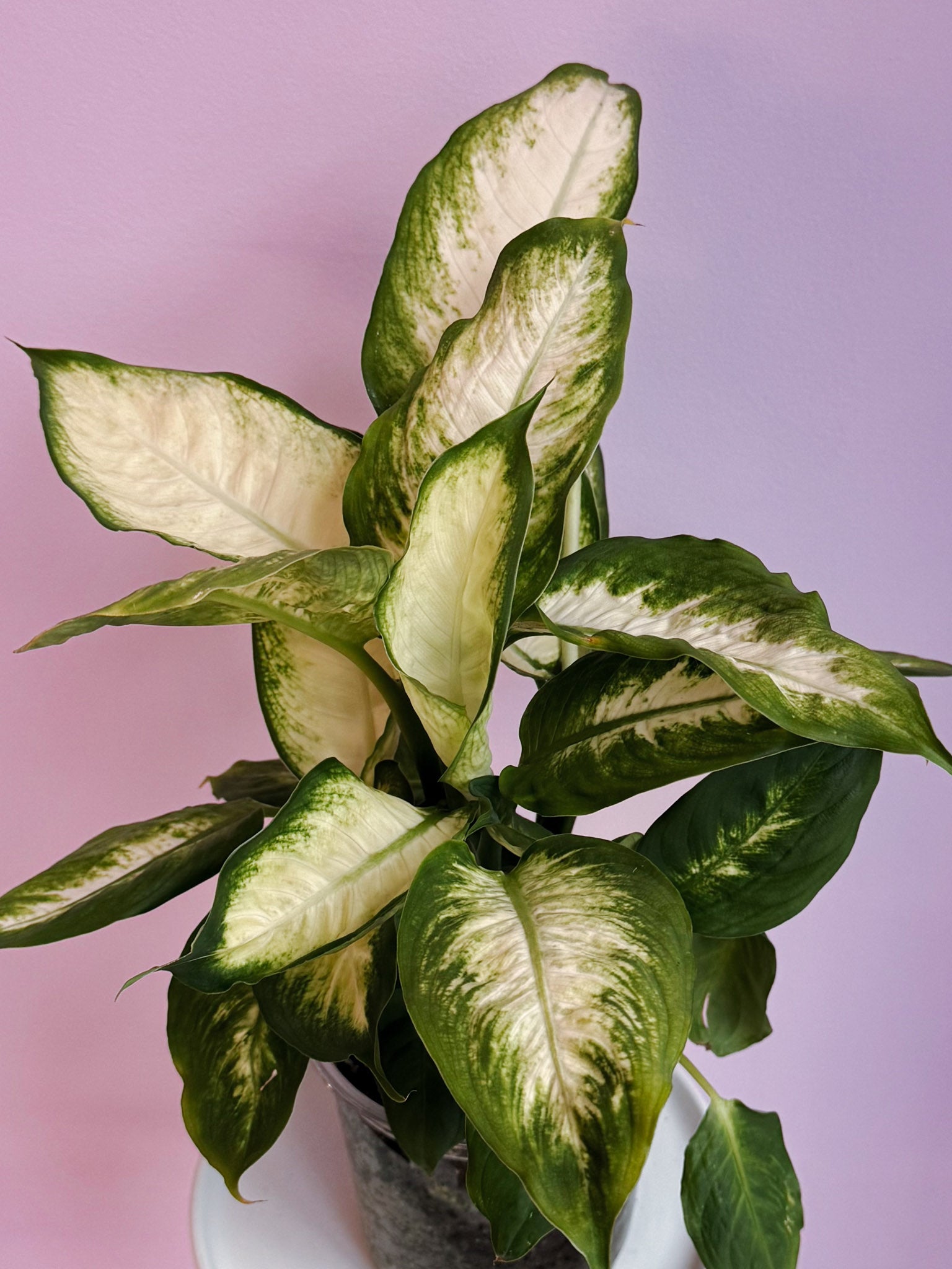 Dieffenbachia Compacta