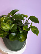 Epipremnum Global Green