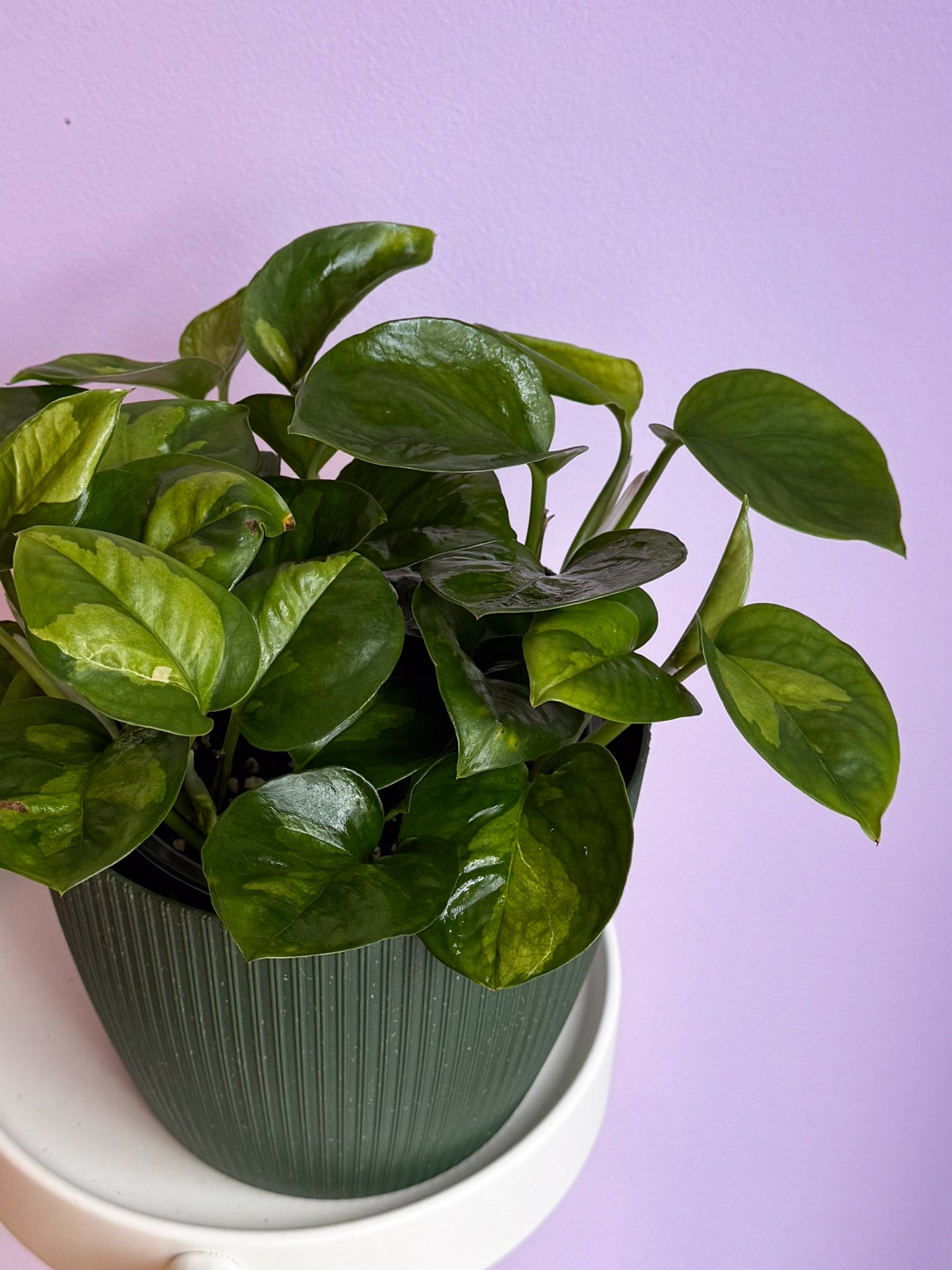 Epipremnum Global Green