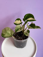 Epipremnum Happy Leaf