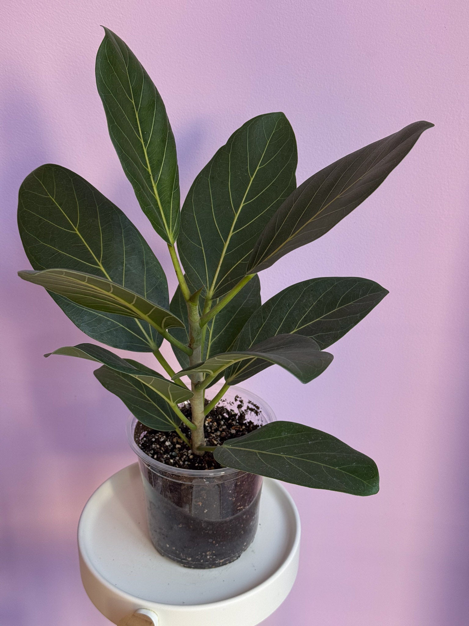 Ficus Audrey