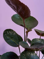 Polyscias Fabian