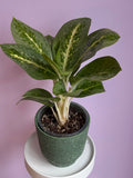 Aglaonema Lime Mint