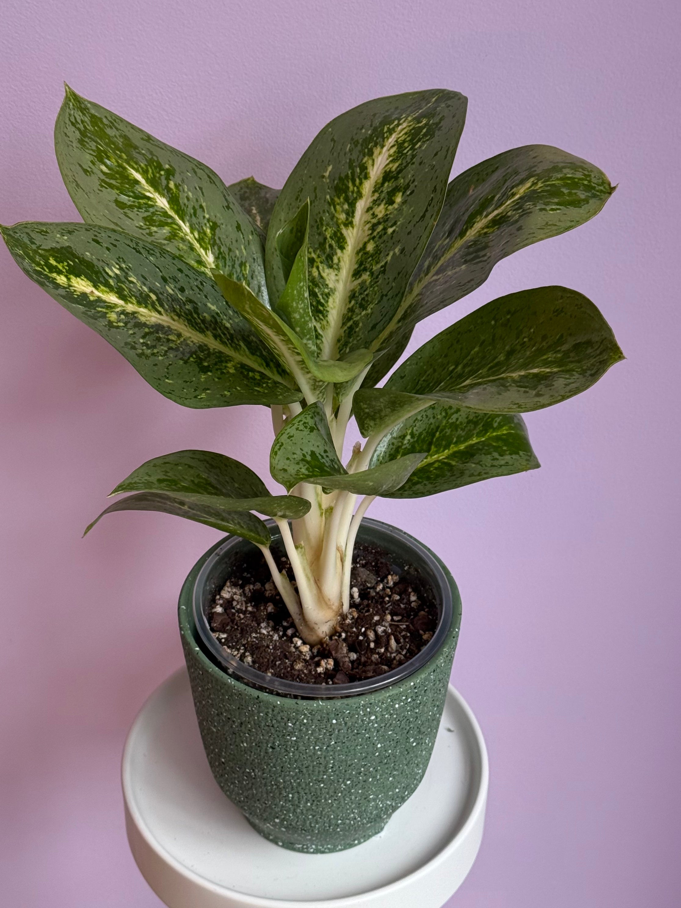 Aglaonema Lime Mint