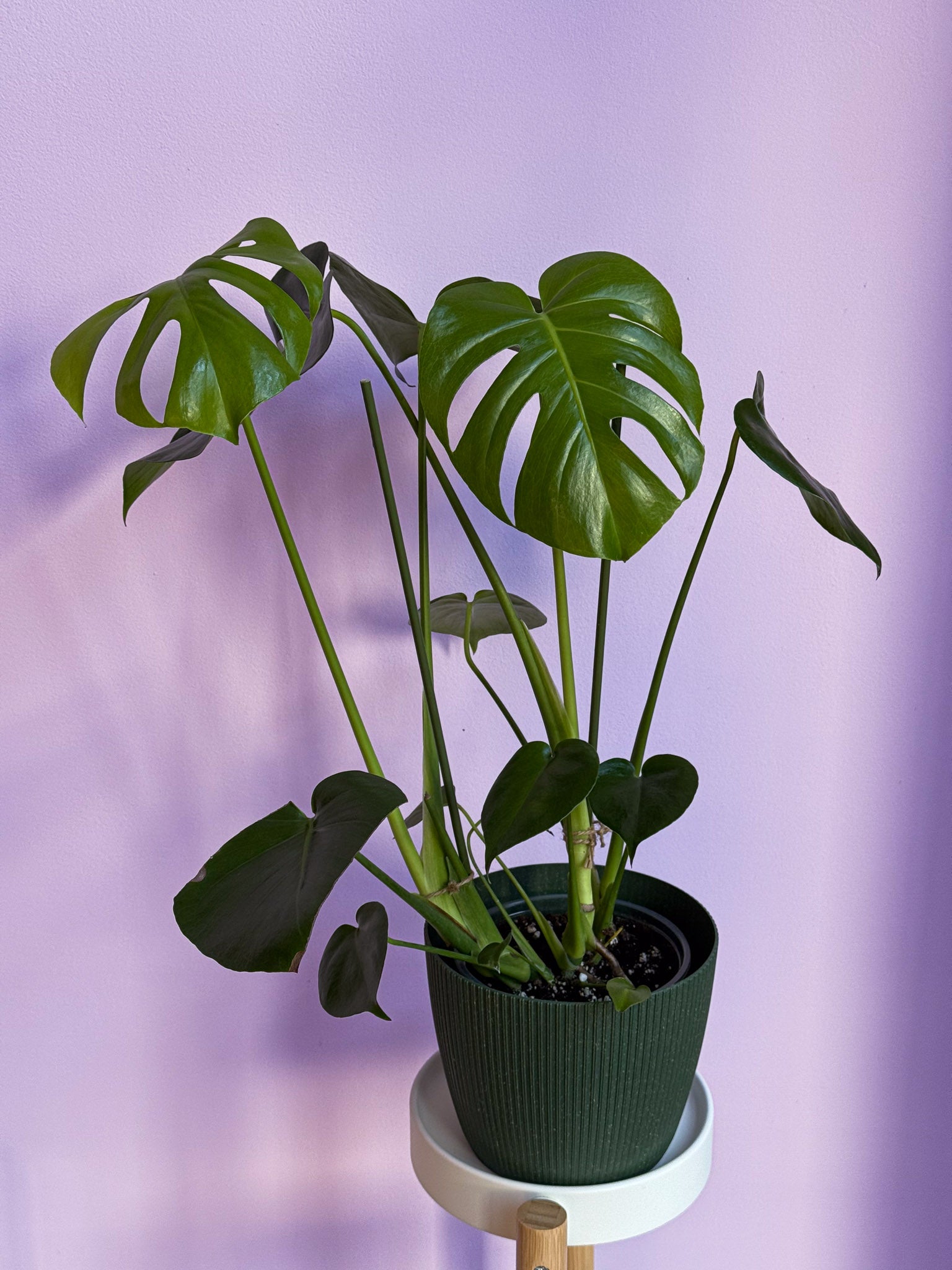 Monstera Deliciosa
