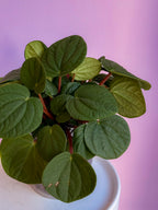 Peperomia