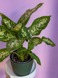 Dieffenbachia Carina