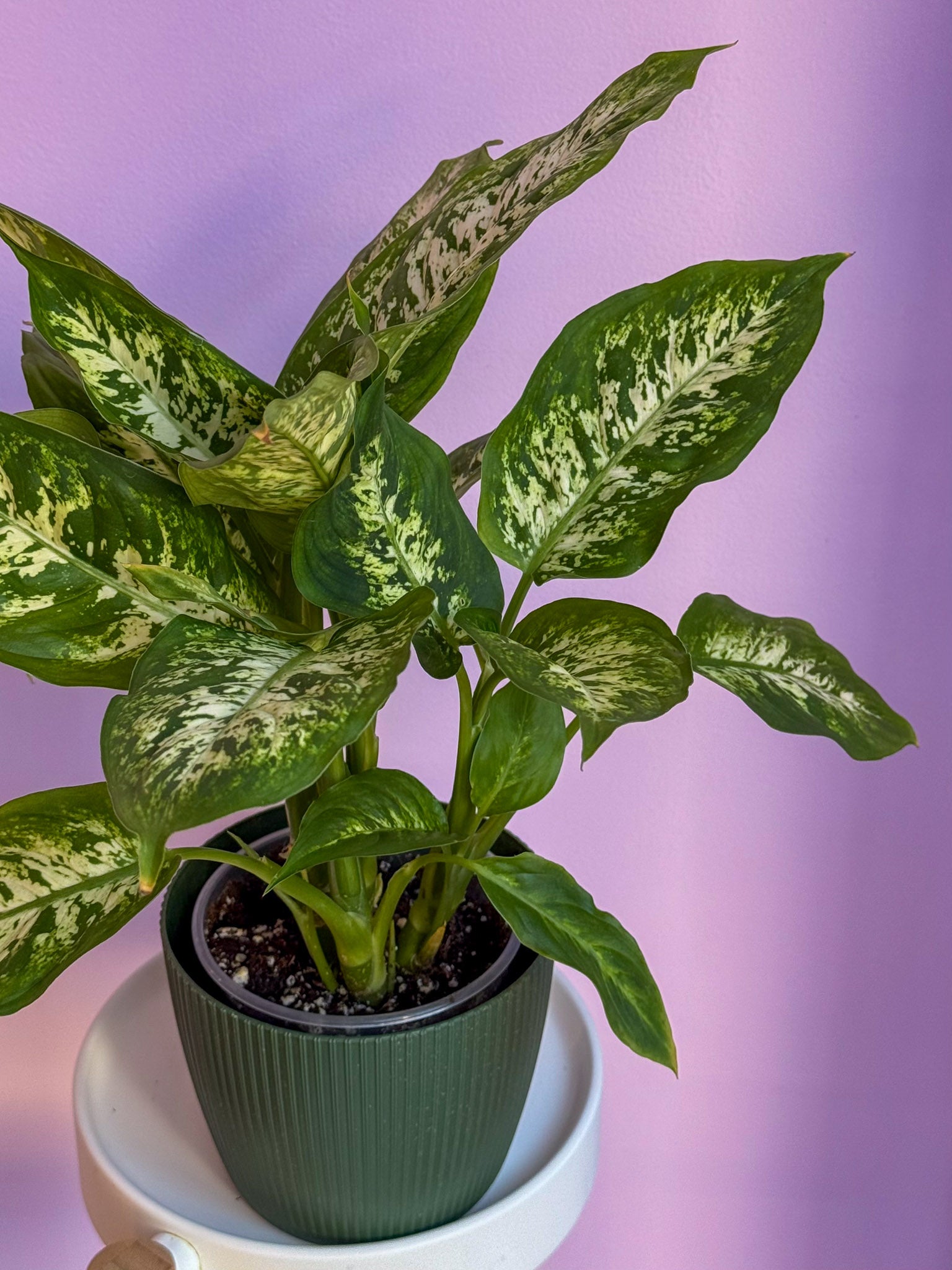 Dieffenbachia Carina