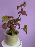 Syngonium Neon Pink