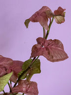 Syngonium Neon Pink