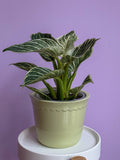 Philodendron Birkin
