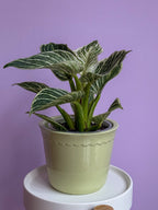 Philodendron Birkin