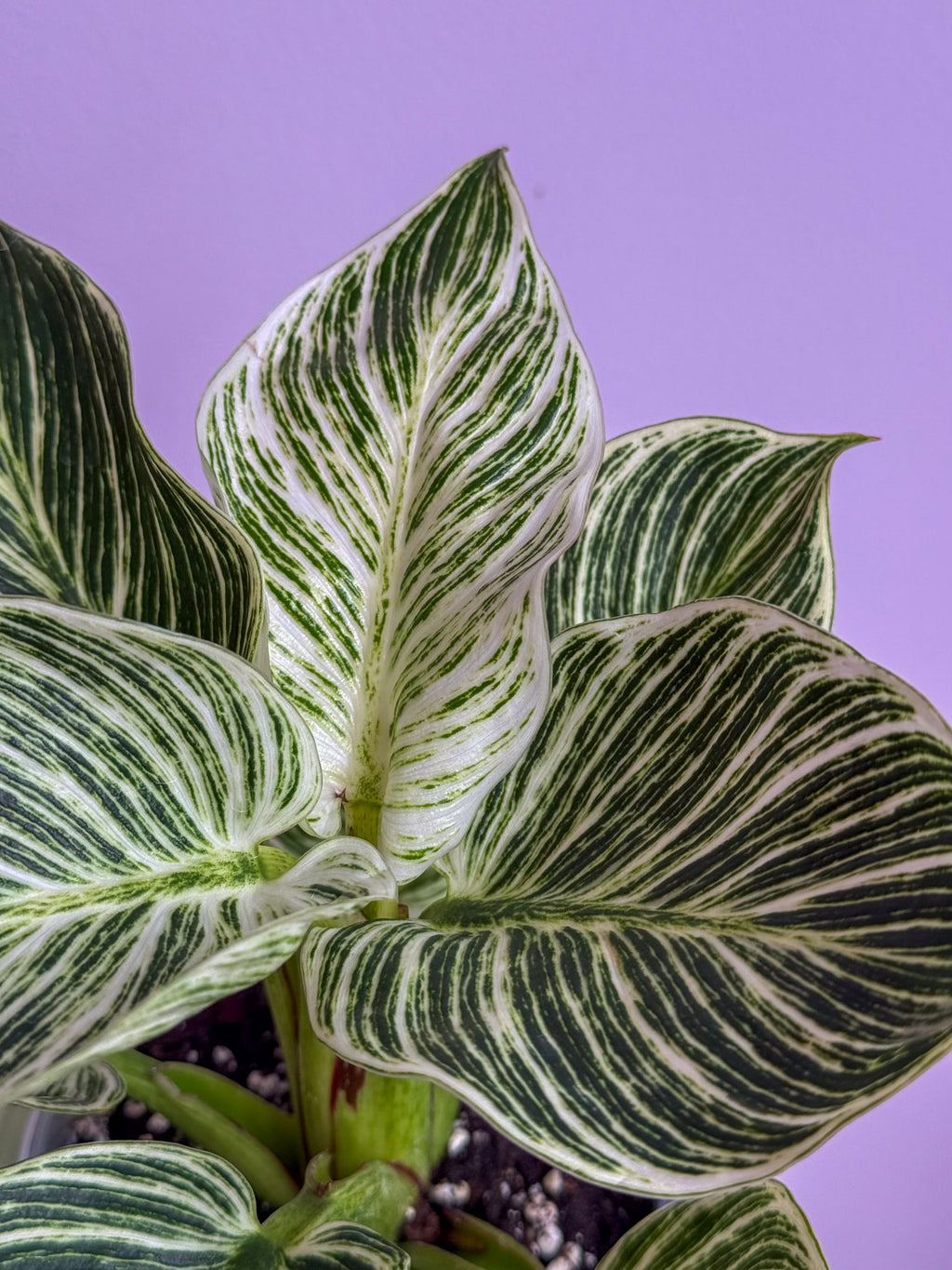 Philodendron Birkin