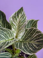 Philodendron Birkin
