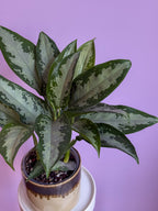 Aglaonema Commutatum