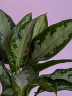 Aglaonema Commutatum