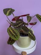 Maranta Fascinator Tricolor