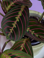 Maranta Fascinator Tricolor