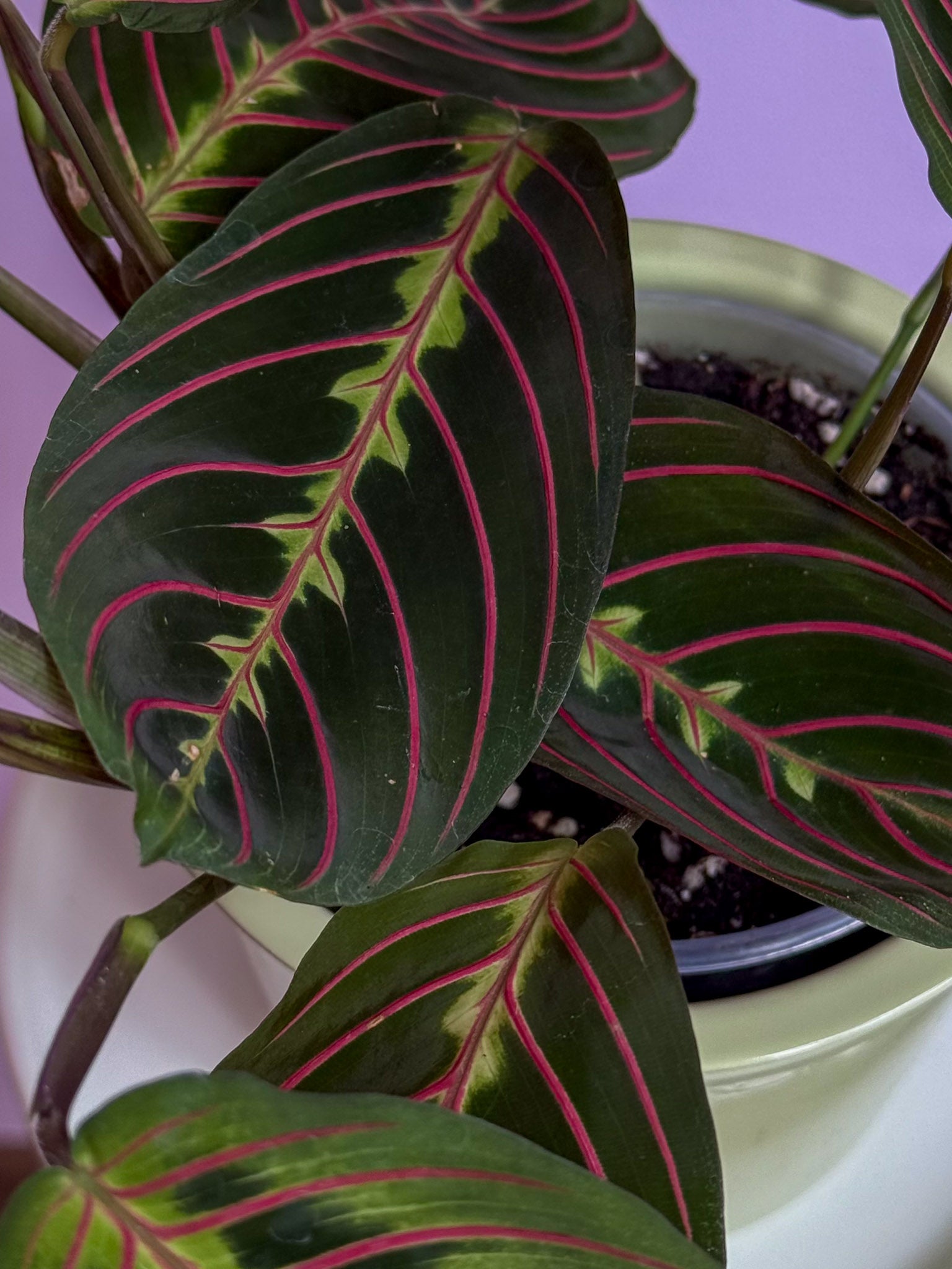 Maranta Fascinator Tricolor