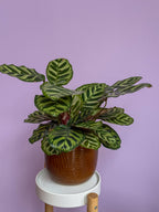 Calathea Makoyana