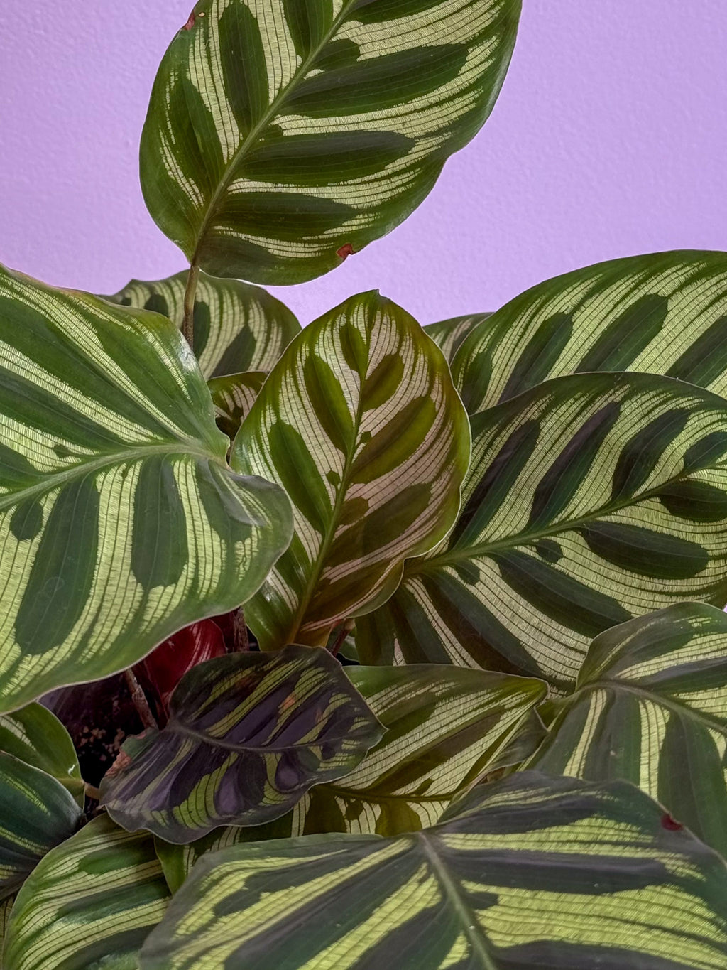Calathea Makoyana