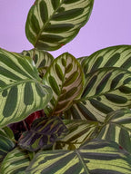 Calathea Makoyana