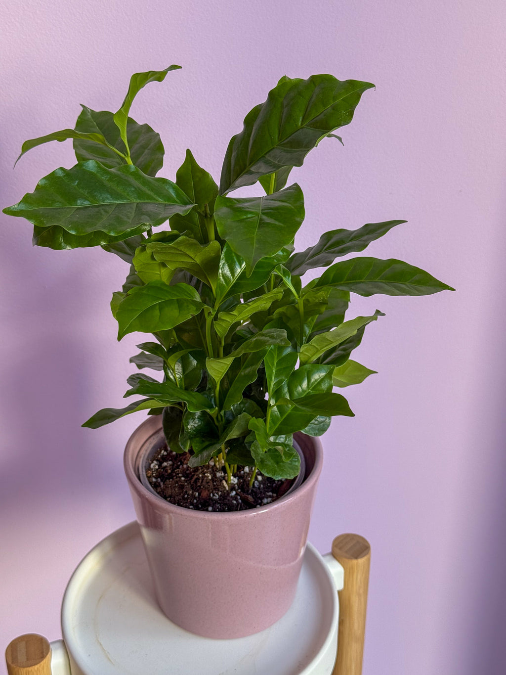 Coffea Arabica