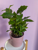 Coffea Arabica
