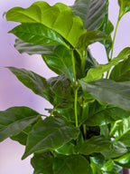 Coffea Arabica