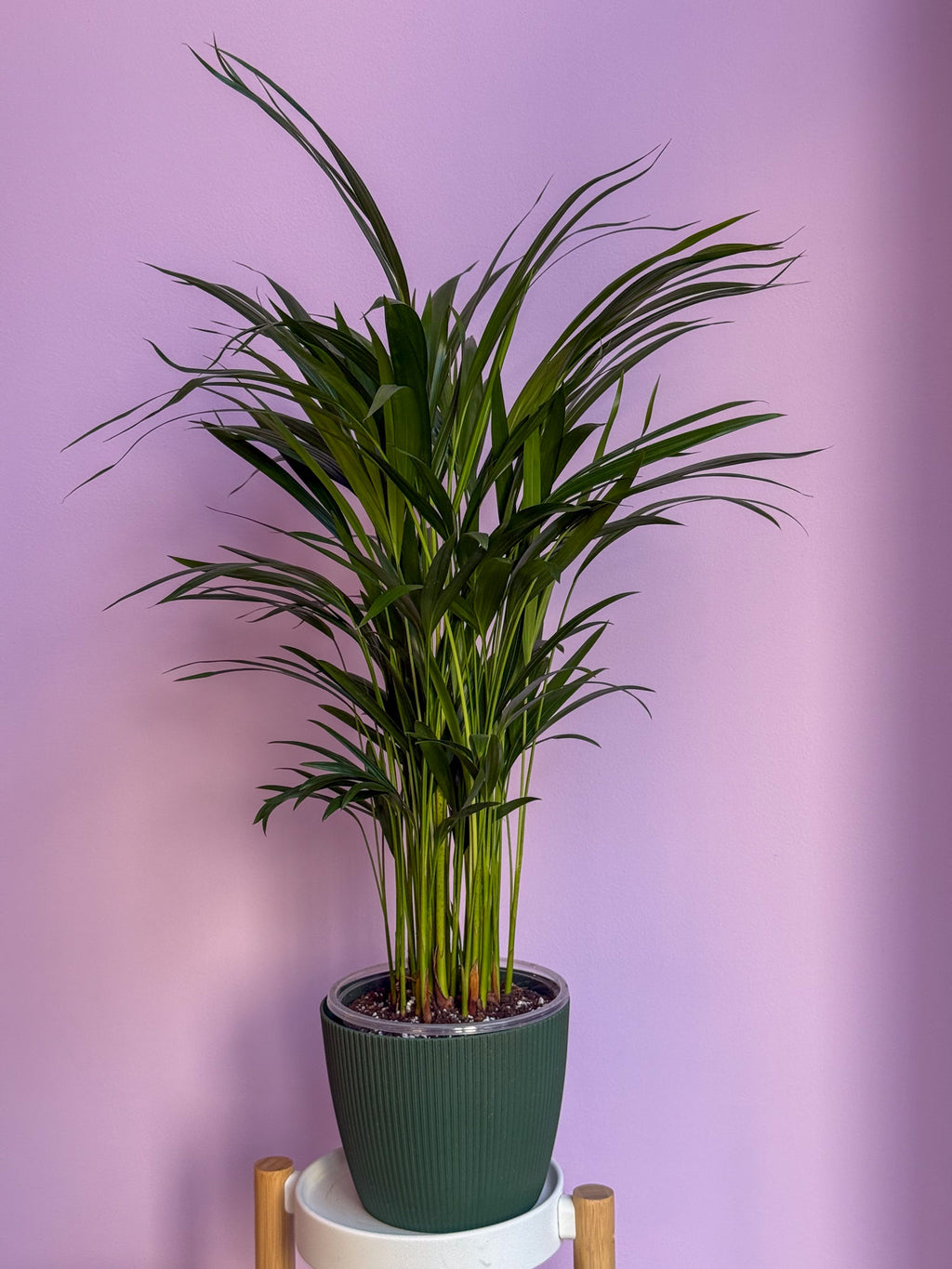 Chrysalidocarpus