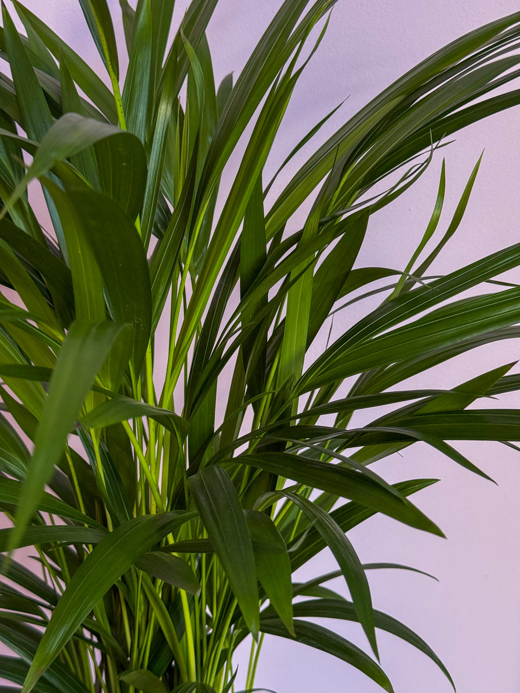 Chrysalidocarpus