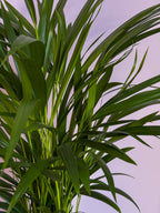 Chrysalidocarpus
