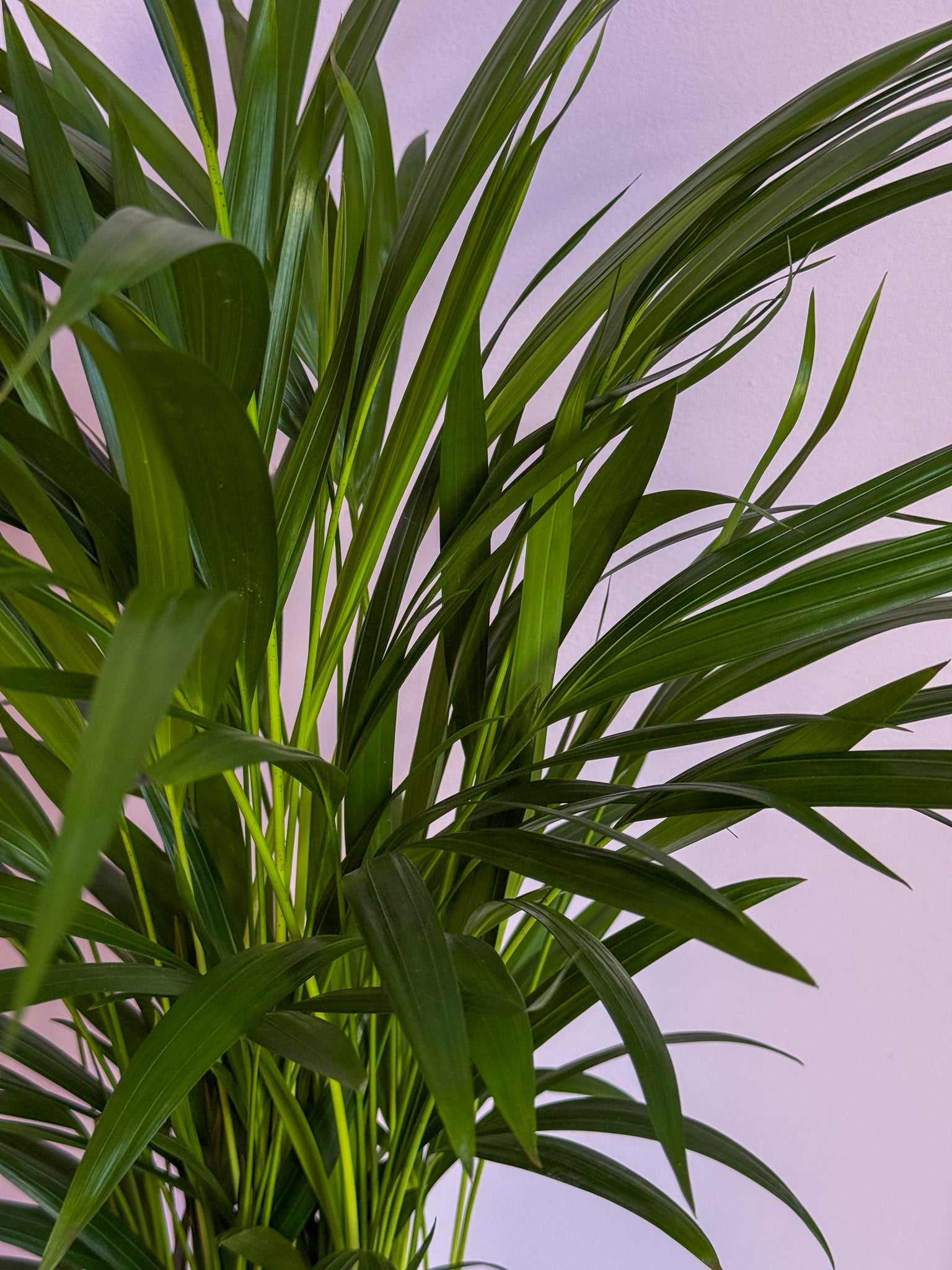 Chrysalidocarpus