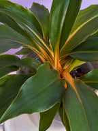 Chlorophytum Fire Flash